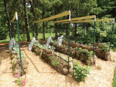 Straw Bale Gardening Image
